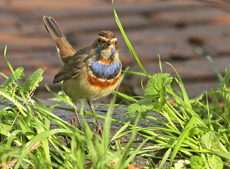  Bluethroat  Luscinia svecica , Ramot  25-12-11 Lior Kislev                           